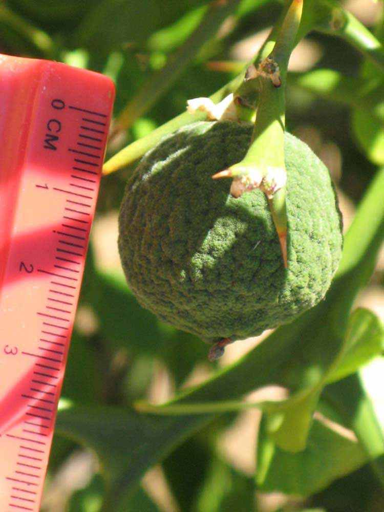              Immature fruit (Swingle, Riverside,   CA)   